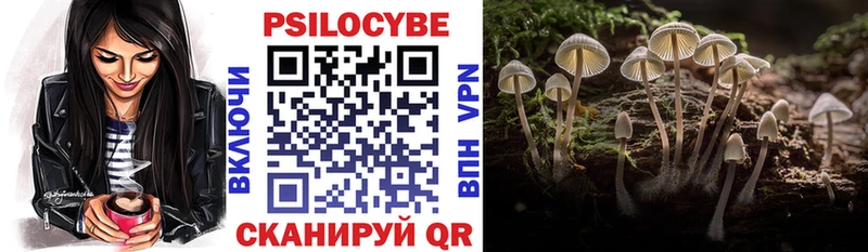 Псилоцибиновые грибы Psilocybe  Каргат 